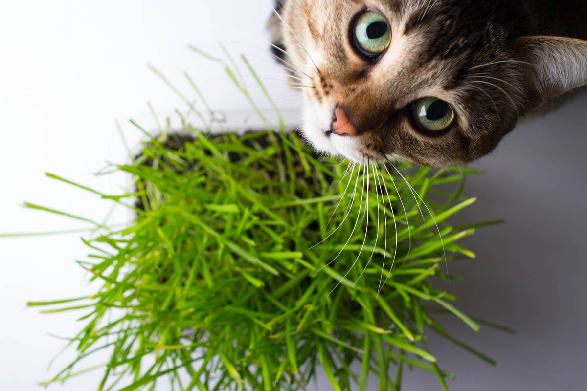 Czy kot może jeść trawę?